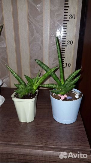 Сансевиерия Boncellensis