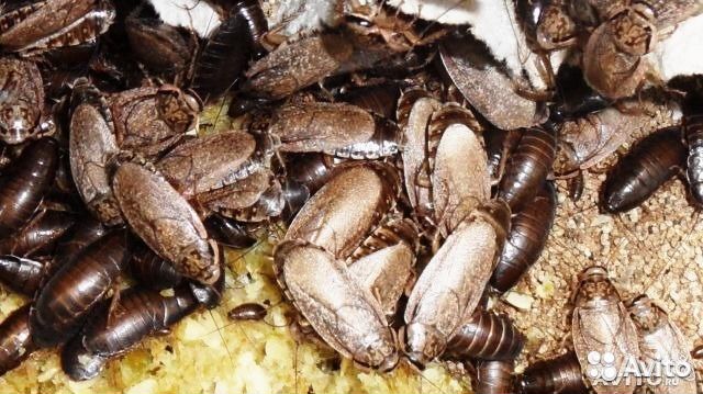 Кормовые насекомые