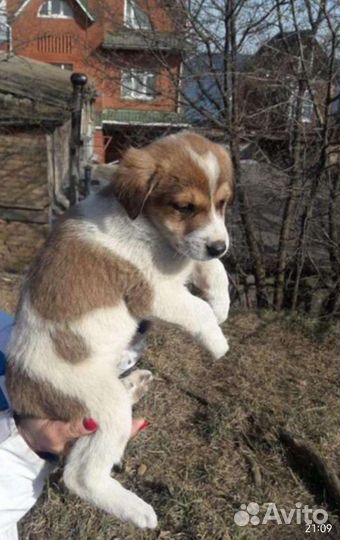 Собака в добрые руки щенок