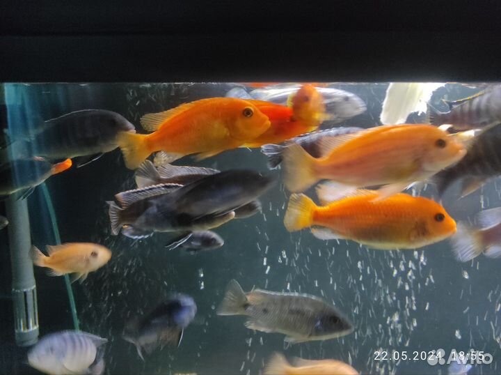 Малавийские цихлиды