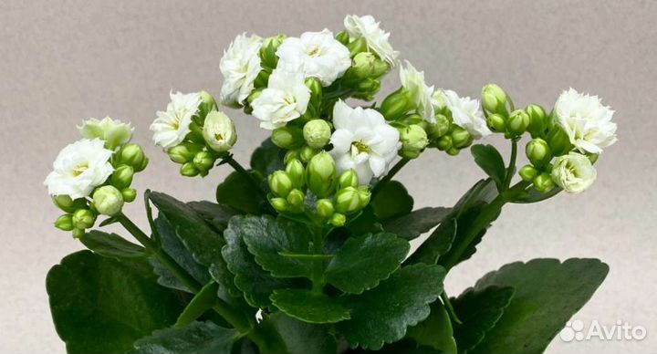 Каланхоэ микс