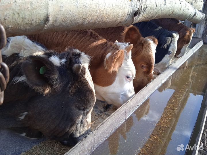 Бычки на откорм