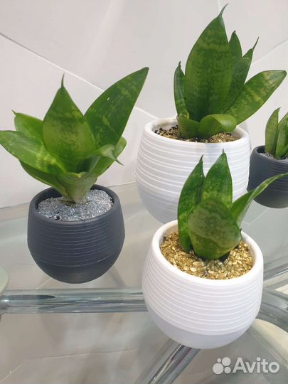 Сансевиерия в горшках