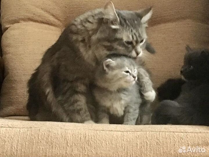 Котенок сибирская порода бесплатно