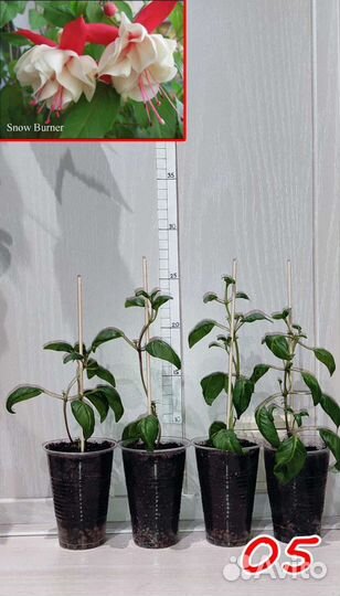 Комнатные растения