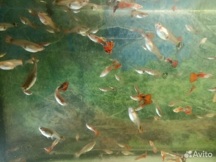 Гуппи, растения