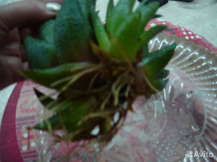 Комнатные цветы