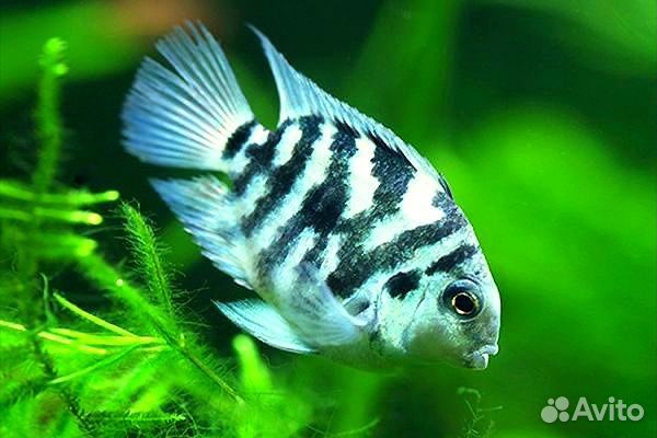 Рыбки Сапфировый попугай панда