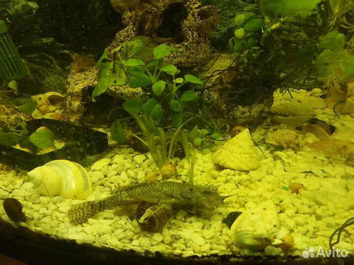 Сомики анциструсы