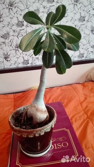 Комнатные цветы