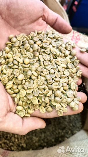 Кофе в зернах зелёный 100кг