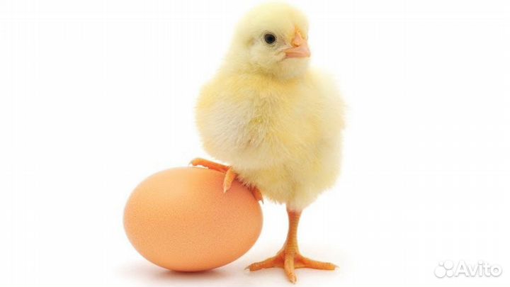 Цыплята