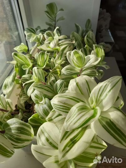 Традесканции сортовые Часть 1