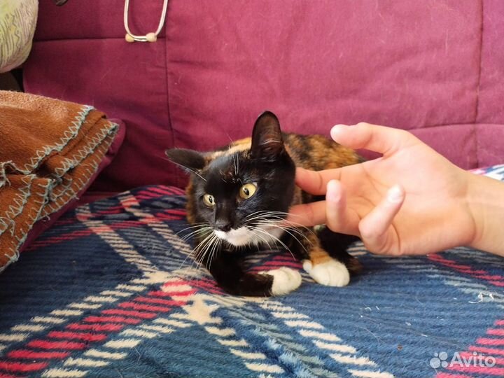 Котёнок Веснушка