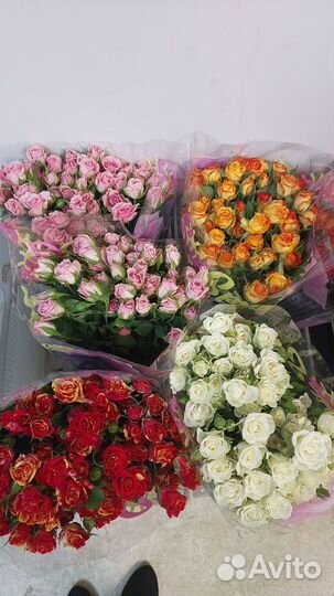 Роза кустовая опт