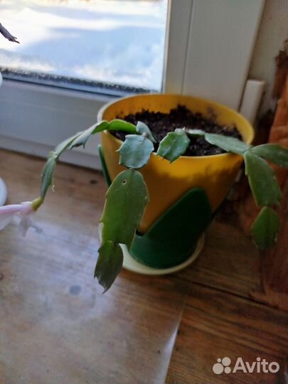 Комнатные цветы