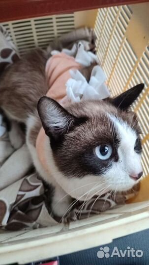 Кошка и кот