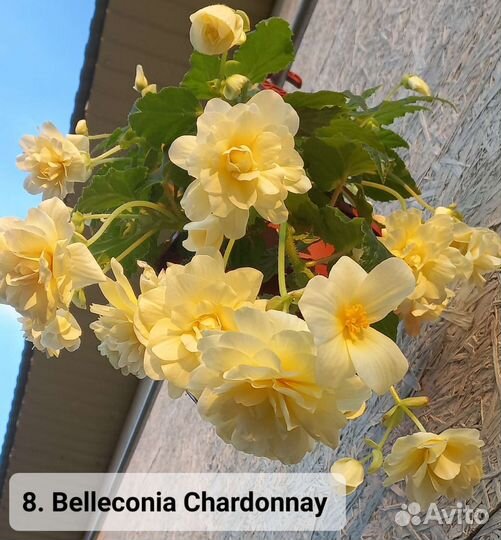 Бегония беллекония