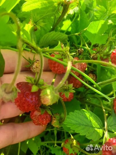 Виктория гигантелла, первокласница, пенелопа