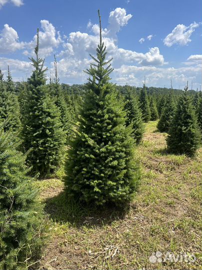 Пихта Нордмана