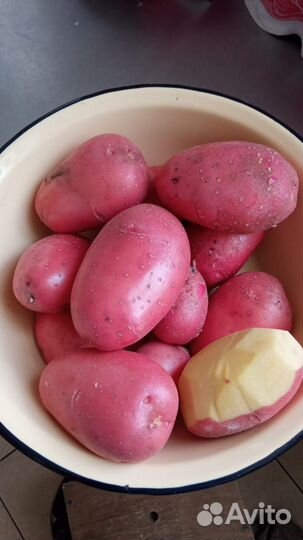 Картофель на зиму, вкусный, желтый