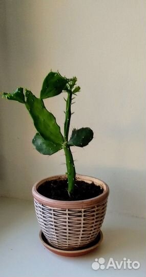 Кактусы