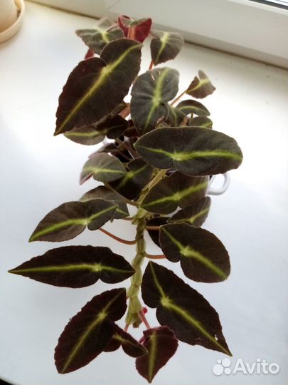 Бегония Листада