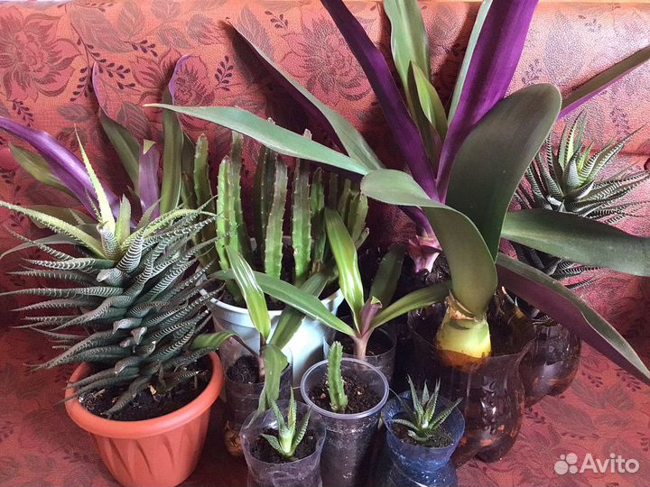 Папоротник, каланхоэ