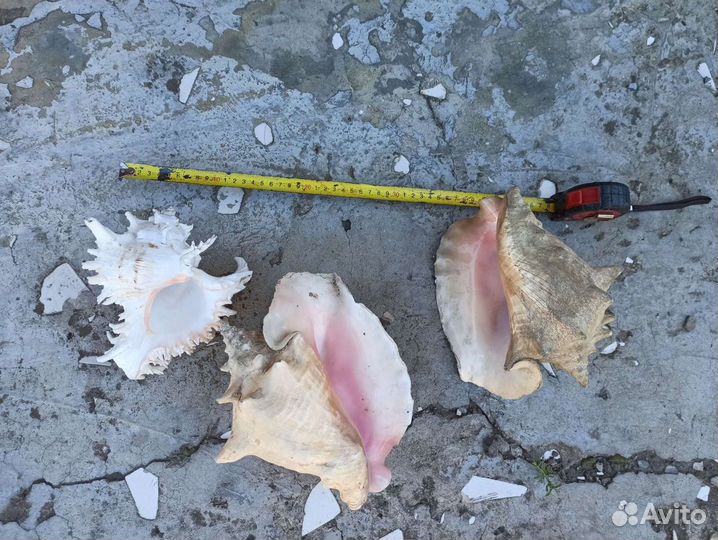 Ракушка морская большая