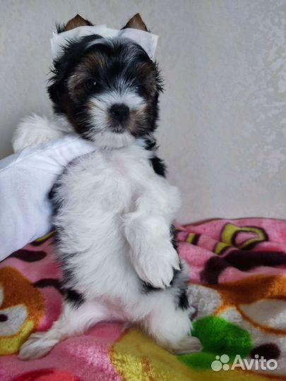 Красивая Девочка Йоркширский терьер бивер