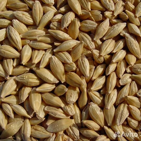 Зерно пшеница