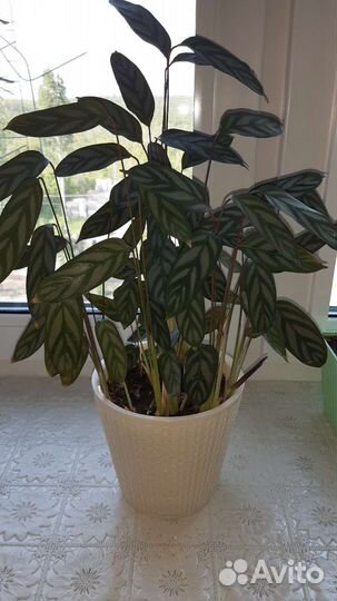 Цветы комнатные