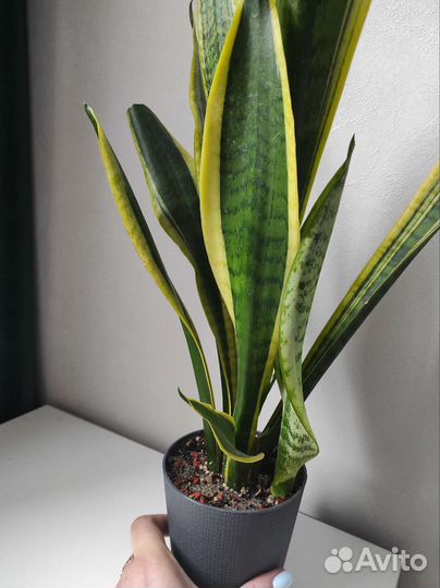 Сансевиерия Лауренти