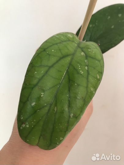 Хойи сортовые