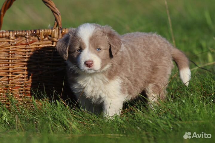 Бордер колли