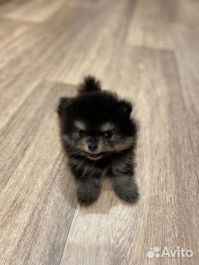 Померанский шпиц mini