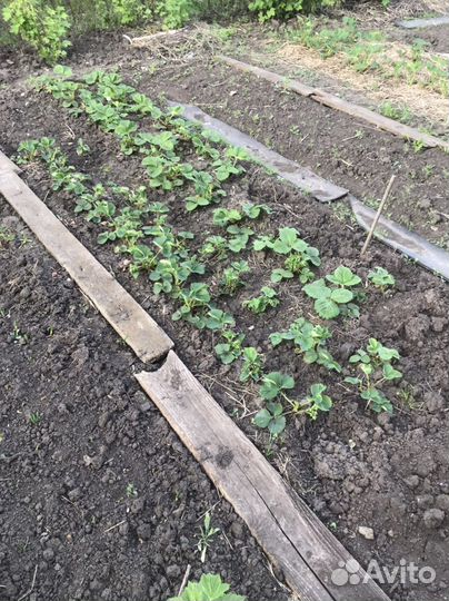 Рассада клубники Джоли и Дукат