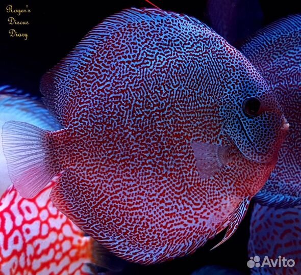 Продажа дискусов