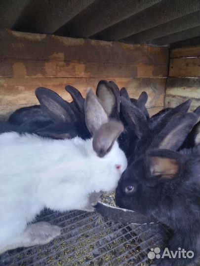 Продаю кроликов