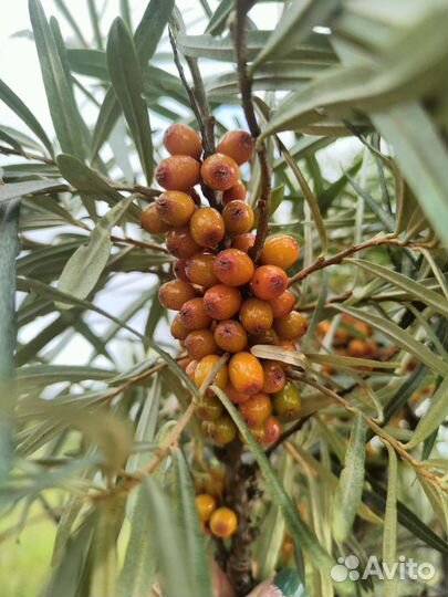 Облепиха ягоды