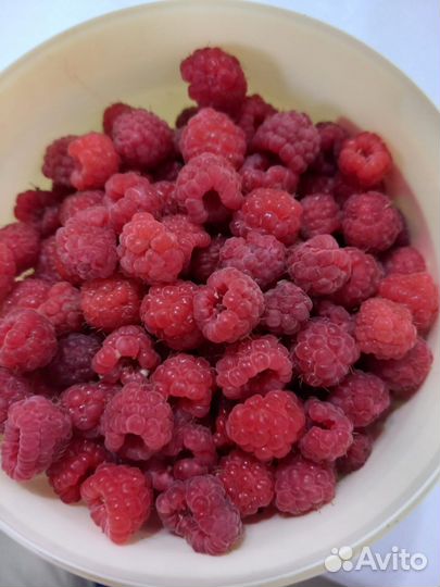 Малина садовая