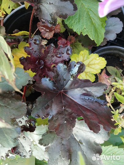 Садовые многолетники