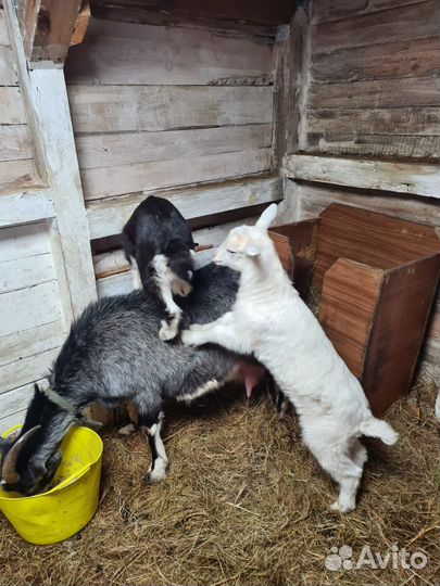 Козье молоко