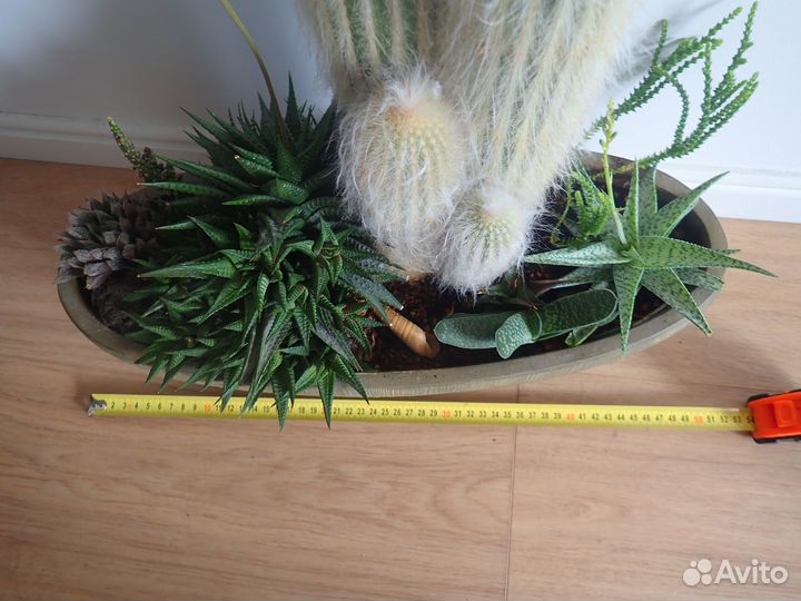 Кактус эспостоа большой 16 лет, композиция