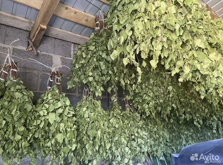 Березовые веники