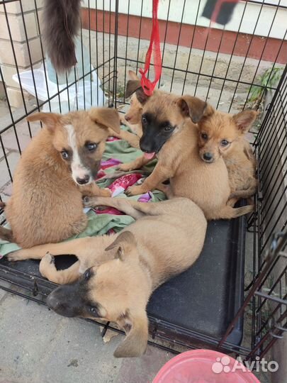 Охрана во двор