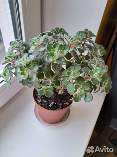 Аихризон дерево любви