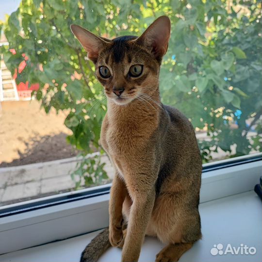 Абиссинские котята
