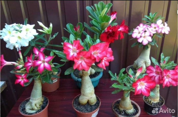 Комнатные цветы Адениум