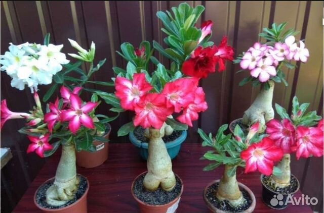 Комнатные цветы Адениум